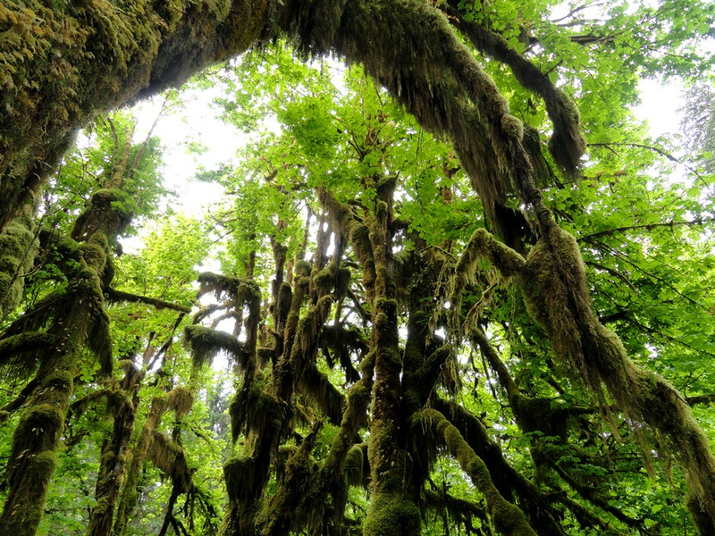 Hall of Mosses, Hoh Rainforest, Olympic National Park, Washington
